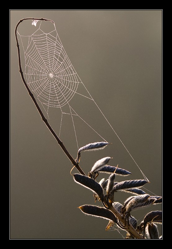 Spiders Web, Germany.jpg